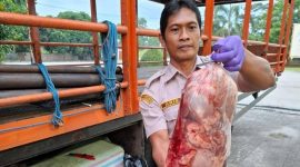 Petugas Balai Karantina Lampung menggagalkan penyelundupan daging celeng 390 kilogram. Foto : (Balai Karantina Lampung)