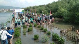 Penanaman Pohon Magrove Di Pulau Pasaran. Foto : Dinas Kehutanan Lampung