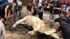 Prosesi pemotongan hewan qurban di pelataran Masjid Baitul Kirom. Foto : Wildanhanafi/berandalappung.com