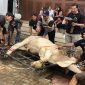 Prosesi pemotongan hewan qurban di pelataran Masjid Baitul Kirom. Foto : Wildanhanafi/berandalappung.com