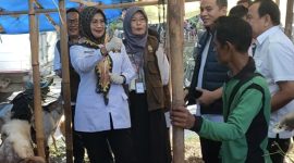 Kepala Dinas Peternakan dan Kesehatan Hewan Lampung, Lili Mawarti mengawasi kesehatan hewan qurban. Foto : Wildanhanafi/berandalappung.com