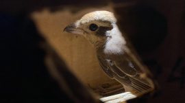 Penyelamatan 4.354 Burung Liar di Tol Lampung: Upaya Melawan Perdagangan Satwa Ilegal. Foto: Ist