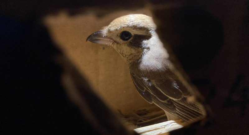 Penyelamatan 4.354 Burung Liar di Tol Lampung: Upaya Melawan Perdagangan Satwa Ilegal. Foto: Ist