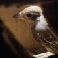 Penyelamatan 4.354 Burung Liar di Tol Lampung: Upaya Melawan Perdagangan Satwa Ilegal. Foto: Ist