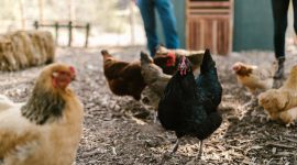 Ilustrasi Cara agar Kotoran Ayam Kering untuk Hasilkan Pupuk Berkualitas, Foto: Pexels/FurtherMore Studio. 