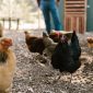 Ilustrasi Cara agar Kotoran Ayam Kering untuk Hasilkan Pupuk Berkualitas, Foto: Pexels/FurtherMore Studio. 