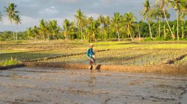 Disaat Petani sedang melakukan pembibitan untuk penanan padi disawah. Foto: Wildanhanafi/berandalappung.com