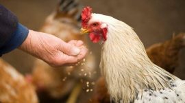 Ilustrasi Cara Menggunakan Kotoran Ayam sebagai Pupuk, Pexels/Oleksandr P. 