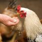 Ilustrasi Cara Menggunakan Kotoran Ayam sebagai Pupuk, Pexels/Oleksandr P. 