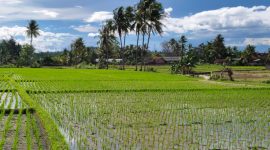 Hamparan Sawah yang ada di Pesawaran. Foto: Wildanhanafi/berandalappung.com