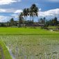 Hamparan Sawah yang ada di Pesawaran. Foto: Wildanhanafi/berandalappung.com