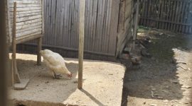 Cara Fermentasi Kotoran Ayam Broiler untuk Pupuk Organik Ramah Lingkungan. Foto: Wildanhanafi/berandalappung.com