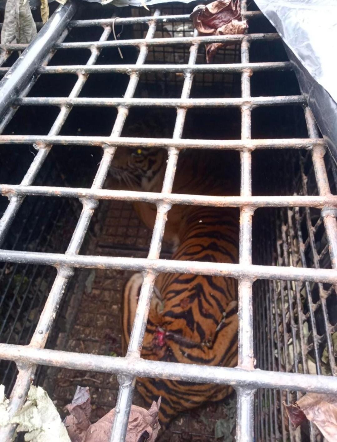 Harimau Sumatera Tertangkap di Sukabumi Lambar, Petugas Tunggu BKSDA ...