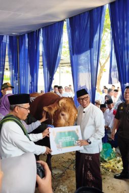 Gubernur Lampung, Serahkan Sapi Qurban dari Presiden Prabowo