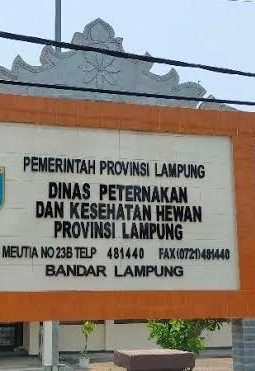 Produksi Ternak Lampung Naik 5,85 Persen, DPKH Jelaskan Capaian dan Anggaran